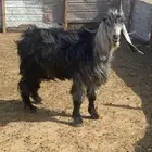 تيس فحل سدس شبب