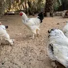 دجاج برهاما كلومبي