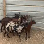 تيوس جنوبيه للبيع