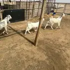 تيوس وجفار
