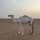 قعود باتلي