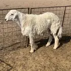 فحل ثني مشروط