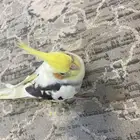 ببغاء كروان للبيع بصحه جيده   للتواصل والاستفسارات