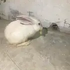 حيوانات أرنب