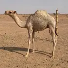 قعدان للبيع