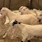 جفرات صنف مقاني
