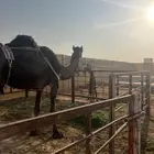 خلفه مجهم طيبه