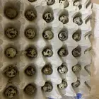 بيض سمان مخصب