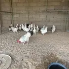 دجاج فرنسي كلومبي