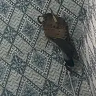 باشق مع البرقع ودس وحبل ادس علا اسوم