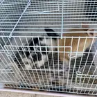 للبيع ارانب صغار