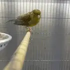 للبيع انثى كناري هولندي