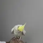 طير كروان للبيع