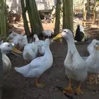 بط بكيني