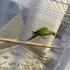 جوز دره هندي انتاج