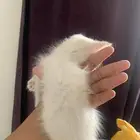 قطاوه لبيع أعمارهم ثلاث شهور
