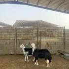 شياه نجد