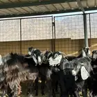 معزا للبيع مع عيالها
