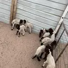 دواغير نعيم العدد 12 فيها (8 خرفان 4 رخال )