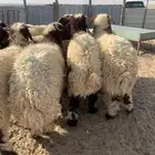 ذبايح للبيع