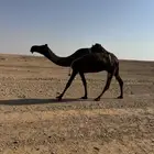 العشرا السن رباع