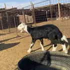 بهم نجد فاخر