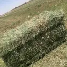 برسيم مخلوط لزيق رودس صافي البيع كامل مافي قطاعي