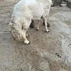 فحل من ضان شهران