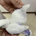 فرخ روز ( نهاية غر ) للي يبي اليف
