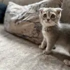 كيتن سكوتش فولد