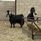 معزا دفيع للبيع 2