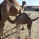 خلفتين سواحل مصاغير كفووو