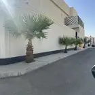 للبيع نخل امريكي واشنطني