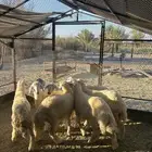 ذبايح طليان ورخال حريات وكايفه