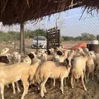 رخال رفيدي من 700