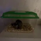 فرخ كروان للبيع