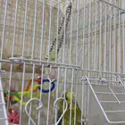 طير من نوع طيور الحب للبيع