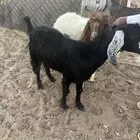 جفره للبيع