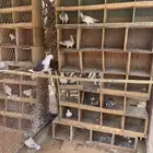 للبيع فراخه هندي