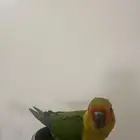 صن كنيور