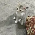 قطتين لتبني