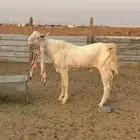 تيس هولندي