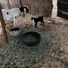 معزا متابيع