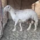 فحل مشروط للبيع مشروك نجدي وحري