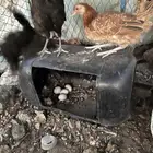 دجاج صنف الصنف مشالله عليه