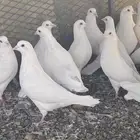 حمام فرنسي سوبر جانبو ملكي فاخر