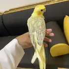 تم (البيع)