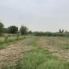 قصب ذره