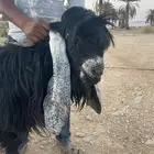 للبيع تيس فحل