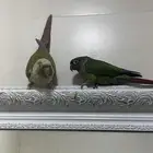جوز كنيور للبيع